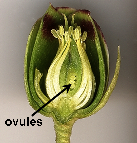 Ovules_in_flower